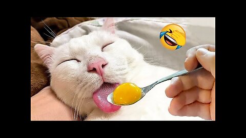 Funny Dogs and Cats Video 2024 🥳-Best funniest animal Videos of the week #2👍