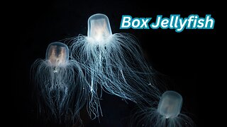 Exploring the World of Box Jellyfish