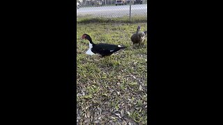 Friendly Ducks