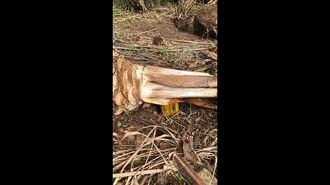 Palm wine tapping.