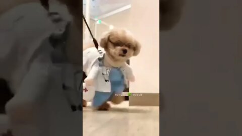 Dog Nurse Ban Gya🤣Funny Dogs👈