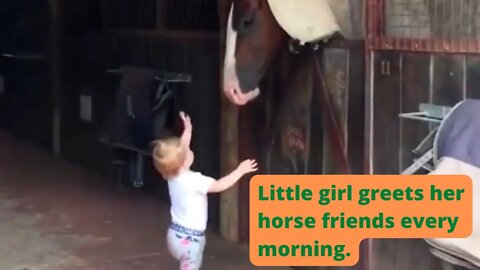 Little girl greets her horse friends every morning