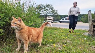 Exploring Canada in a 1988 Toyota Camper Van. Couple + Cat VAN LIFE!