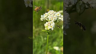 Buckwheat for Honeybees #covercrops #regenerativeagriculture #soilhealth