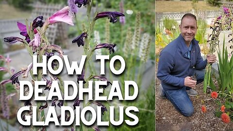 ✂ Deadheading Gladiolus #shorts ✂