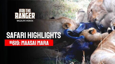Safari Highlights #619: 22nd August 2021 | Maasai Mara/Zebra Plains | Latest Wildlife Sightings
