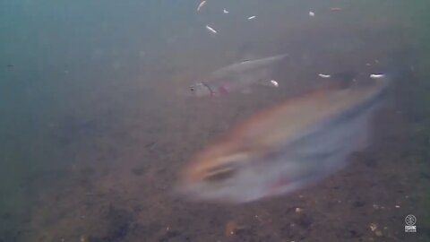 Underwater river fish feeding
