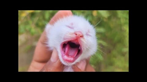 OMG So Cute Cats ♥ Best Funny Cat Videos 2022 | Pets Garden