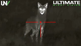 Hunter Eliminates Dozens of Coyotes from Extremely Close Range Using Thermal Imaging