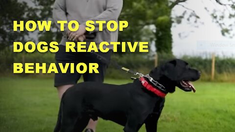 How To Stop Dogs Reactive Behavior.