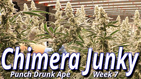 Chimera Junky Week 7: Spider Farmer SE7000 Full Garden Update