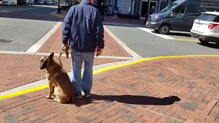 Aggressive Belgian Malinois Doing Great. Real Dog Training with Real Owners in Real Places.
