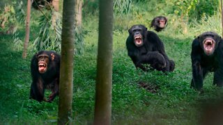 How I Survived a Chimpanzee Attack