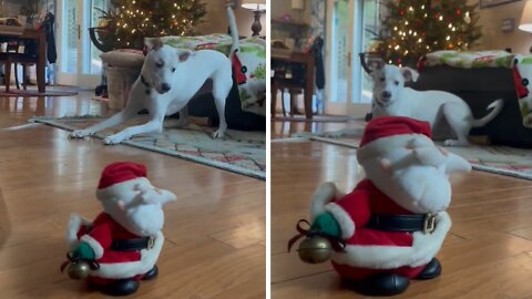 Pup Is Clearly Not A Fan Of Dancing Santa Toy