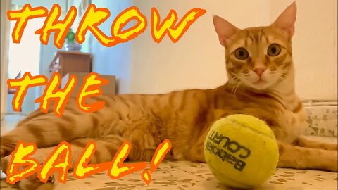 Cat Chases Tennis Ball 🎾 [Acts Like Dog] 😂