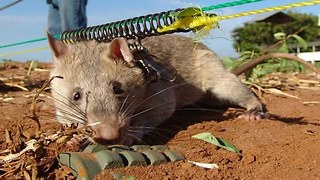 Rats Save Humans From Landmines