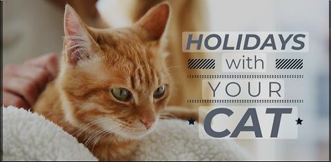 Cat funny video in holidays 🐶