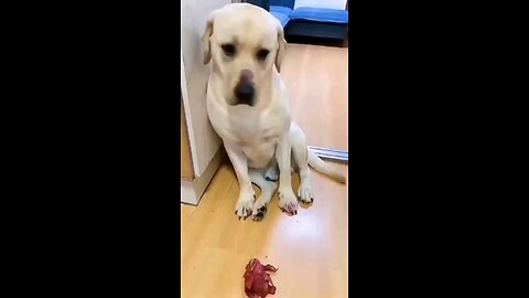 Funny dog 🐶 😁 😁 l Dog Training Course Check out Link In Description 👇👇