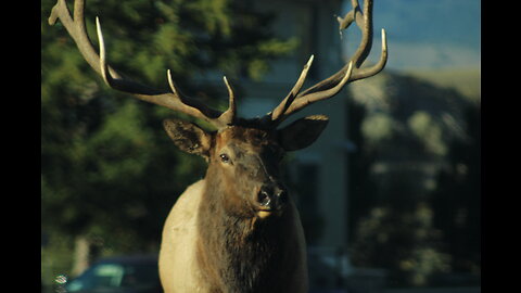 Mammoth Elk Takeover