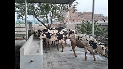 animals offloading from truck