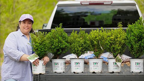 Planting 5 Sprinter Boxwoods Where The Limelight Hydrangeas Use to Be