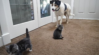 Dog Watches Cute Kittens Play!