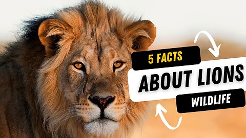 5 Facts About Lion