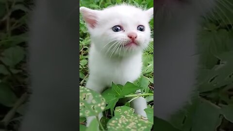 Cute little kitten 🥰😘🐈