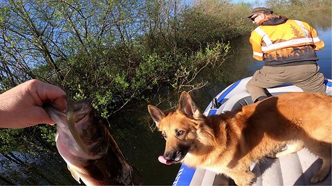 Catching TROUT & BASS in the SAME DAY. Dad & Dog PNW FISHING!