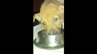 Cute puppy eating food