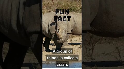 🦏 Discover the Wonders of Rhinos! 🌍 Fun Fact Short! 🦏