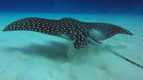 Spotted Eagle Rays Are Not The Deadly Creatures They're Believed To Be