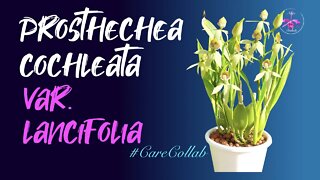 Prosthechea cochleata var. lancifolia CARE | Leca & Self Watering | By The Med #CareCollab