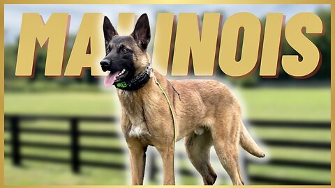 MALINOIS Doing CRAZY STUFF For 2 MINUTES STRAIGHT!