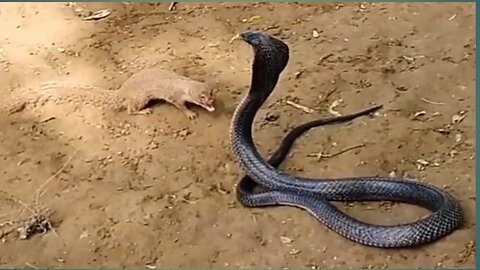 Mongoose Vs Snake MongoosevsSnake Mongoose Fight with snake