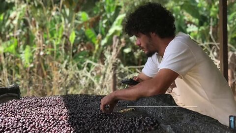 Manejo de poda das bananeiras para produção de café com Rômulo Araújo do Sítio Raízes