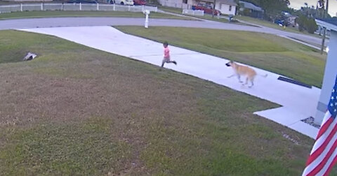 Hero German Shepherd Protects 6-Year-Old Boy From Being Attacked by Neighbor’s Dog