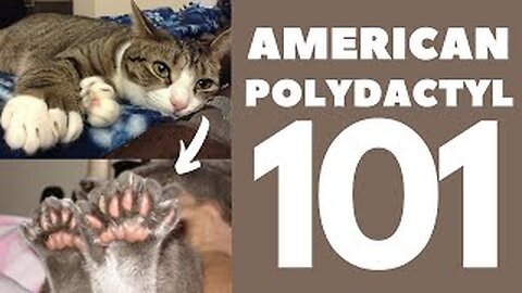 American Polydactyl Cat 101 : Breed & Personality
