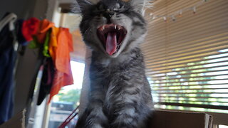 Enki & Enlil Kitten BATTLE On The GREAT SOFA CLIFF!!!