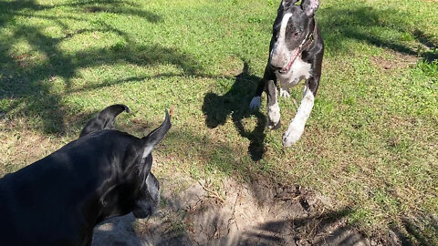 Playful Great Dane And Puppy Enjoy Dirt Digging Zoomie Fun