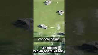 crocodile shaman