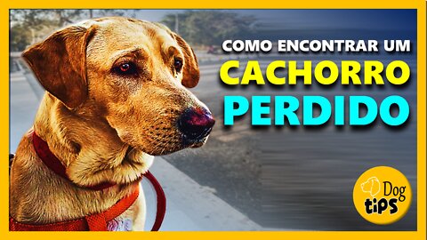 Encontre Seu Cachorro Facilmente | Canal Dog Tips - Find Your Dog Easily | Dog Tips Channel