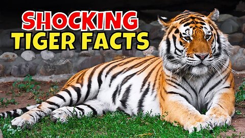 The Hidden Secrets of Tigers: Camouflaging Masters of the Jungle
