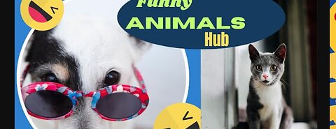 Animal funny video 🤣🤣