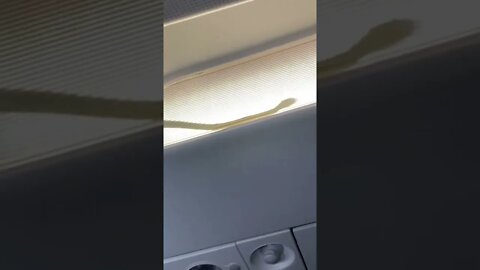 Snake on a plane! Domestic AirAsia flight AK5748