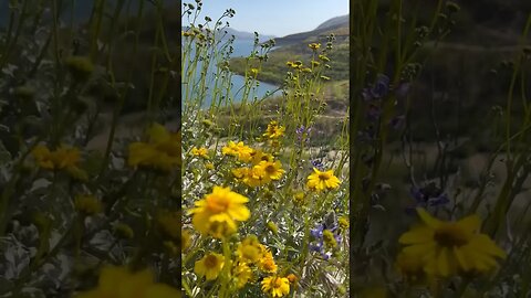 Diamond Valley Lake Wildflower Trail #shorts