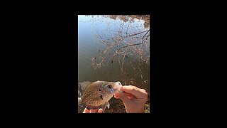 Unstoppable crappie bite!!