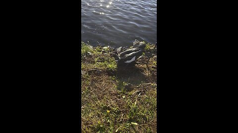 ducks fighting over love