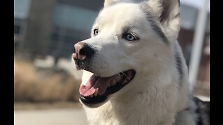 Siberian Husky visits a college campus