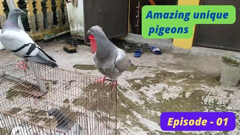 Amazing unique pigeons, Episode - 01